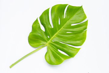Monstera plant leaf on white.