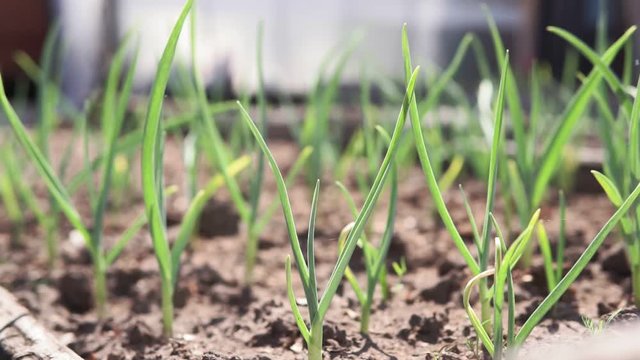 cultivated garlic plantation in the garden. selective focus