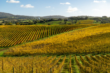 Italy Grosseto maremma Scansano, cultivation of Morellino di Scansano vine, autumn colors. - obrazy, fototapety, plakaty