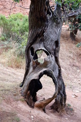 Árbol antiguo dañado