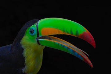 Ramphastos sulfuratus