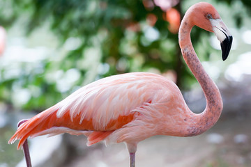 American flamingo (Phoenicopterus ruber) or Caribbean flamingo. Big bird is relaxing enjoying the summertime. Nature green background