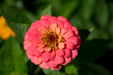 zinnia flower in the garden background