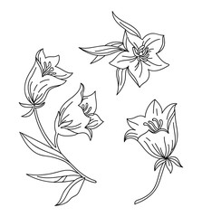 Line art vector set of bell flower