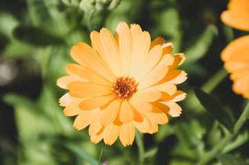 yellow calendula flowers on green background