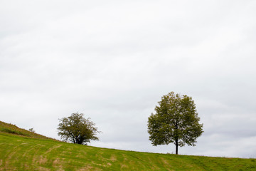 Fototapeta na wymiar Dos árboles en la pradera