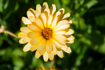 yellow calendula flowers on green background