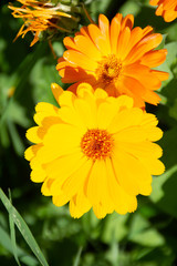 yellow calendula flowers on green background