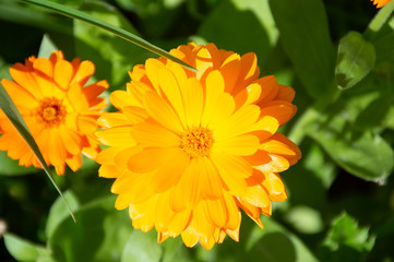 yellow calendula flowers on green background