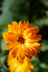yellow calendula flowers on green background