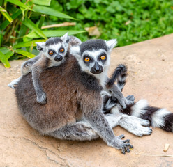 ring tailed lemur