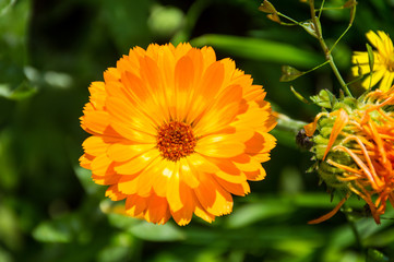 yellow calendula flowers on green background