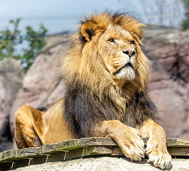 Fototapeta na wymiar lion in the zoo