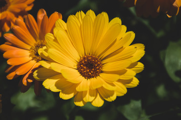 yellow calendula flowers on green background