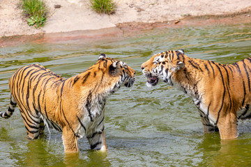 tiger in water