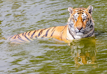 Fototapeta na wymiar siberian tiger in water