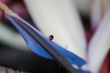 Small beetle on a blue leaf closeup