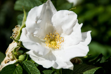 rose-hip flowers on green background