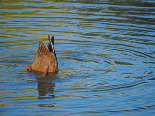 Ente im Wasser schwimmend Kopf untergetaucht
