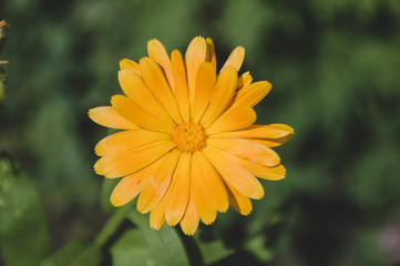 yellow calendula flowers on green background
