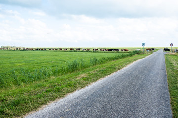 Eine Herde Kühe auf der Insel Terschelling wird zum melken von der Weide getrieben