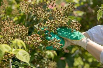 Gardener woman, hands in gloves caring for BlackBerry bushes. Farm, garden. The summer harvest of berries.