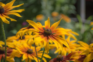 yellow rudbekia hirta flower in sunny day 