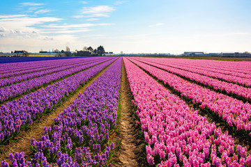 Field of Flowers, near Lisse, the Netherlands