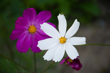 white and purple cosmic flower on green background