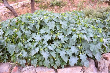 Planter with Jimson weed plant (Datura stramonium) in flower.