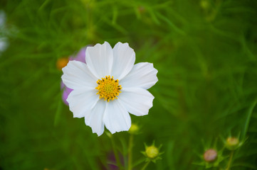 white and purple cosmic flower on green background