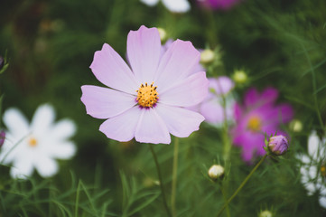 Obraz premium white and purple cosmic flower on green background