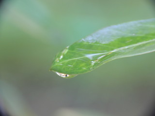 water drops on green leaf