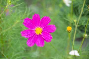 Fototapeta premium white and purple cosmic flower on green background