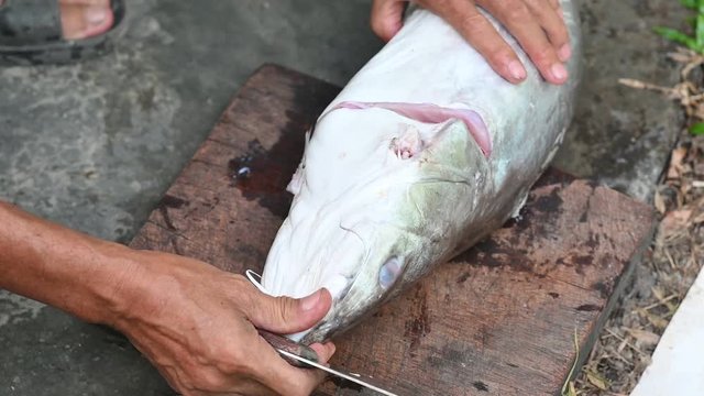 Fishermen are cutting fish for cooking.