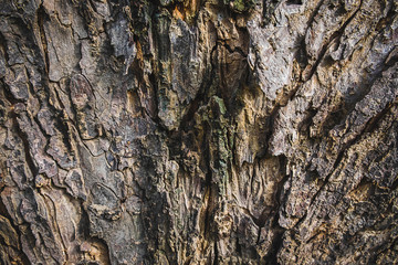 Background of large tree bark