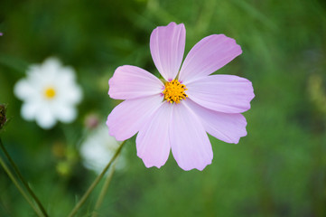 white and purple cosmic flower on green background