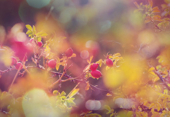 Rosehip berry