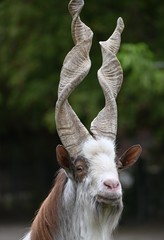 portrait of a markhor male goat