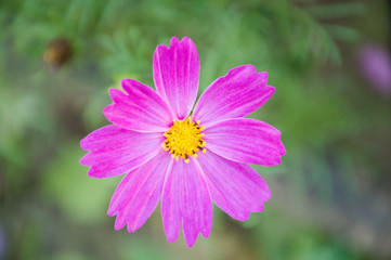 Obraz premium white and purple cosmic flower on green background