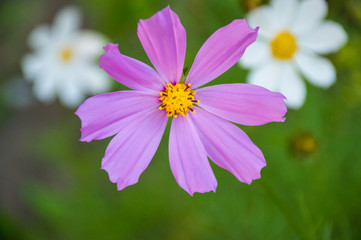 Obraz premium white and purple cosmic flower on green background