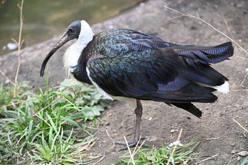 a glossy ibis standing  near a pond