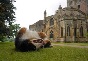 Bernese Mountain Dog rolling on the green grass, church in the background. Tewkesbury, England