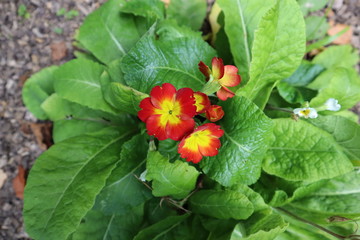 beautiful summer flower