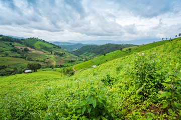 Corn farm plantation on hill landscape with Mountain View background
