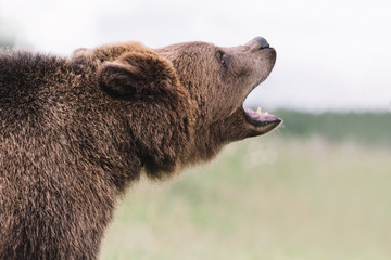 Portrait of a brown bear. The bear cub screams with its mouth wide open.