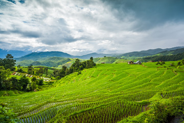 Fototapeta premium Paddy Rice Field Plantation Landscape with Mountain View Background