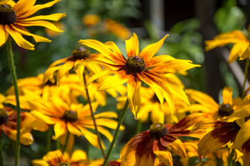 yellow rudbekia hirta flower in sunny day 