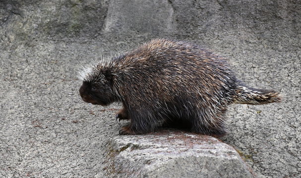 a northnamerican porcupine on rocks