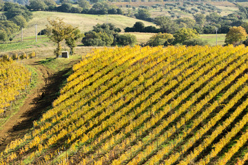 Italy Grosseto maremma Scansano, cultivation of Morellino di Scansano vine, autumn colors.